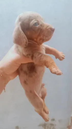 FILHOTE DE DACHSUND LEGÍTIMOS