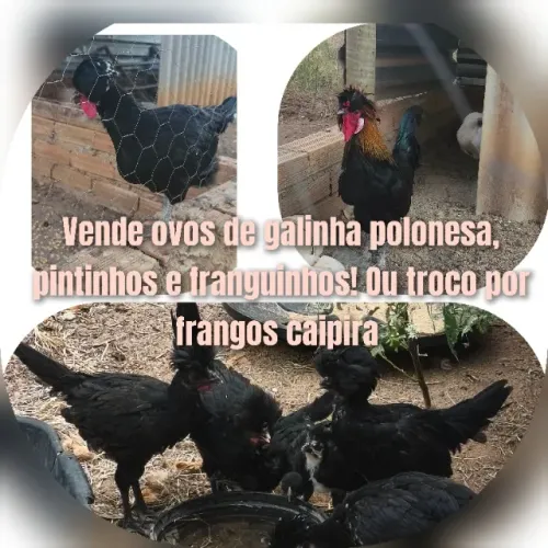 Ovos galados, pintinhos e franguinhos