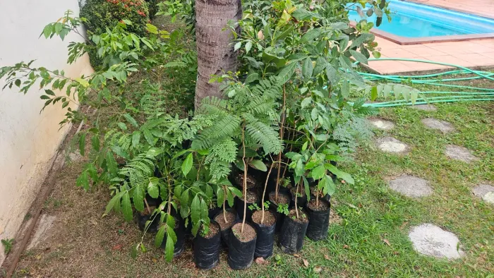 Vendo mudas nativas arbóreas 