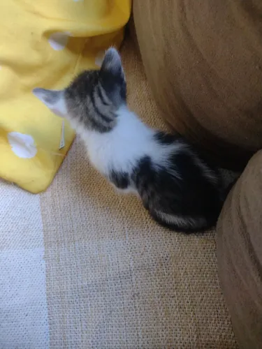 Doações de gatos