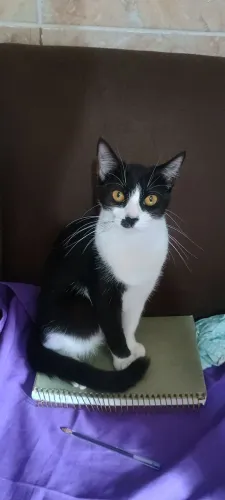 Gatinha para adoção