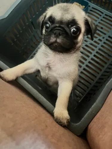 Filhote de pug
