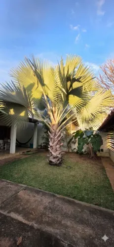 Palmeira Bismarck Azul Adulta Gigante Paisagismo Premium