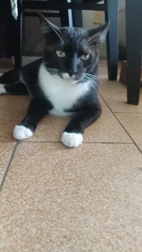 Gato (MACHO/ADULTO) castrado para adoção