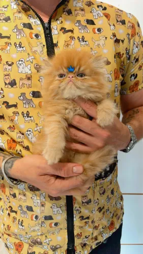 Gato persa macho