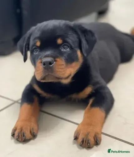 Cachorro filhote rottweiler com excelente estrutura e saúde