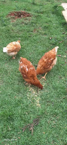 GALINHA POEDEIRA