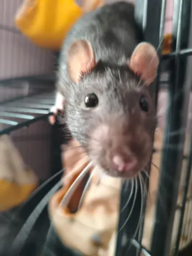 Rato Twister 
