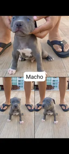 Filhotes de pitmonster