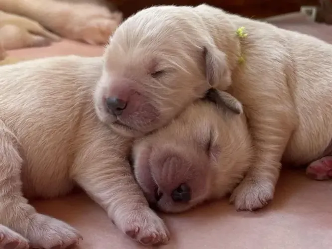 golden retriever