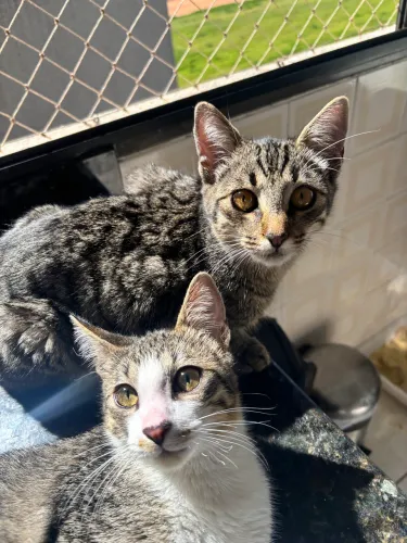 Doa-se gatinho rajado de 5 meses