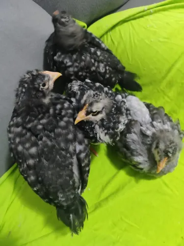 PINTINHOS GALINHA GSB BALÃO SERTANEJA