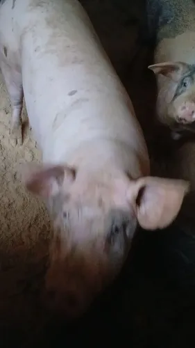 Porco R$12,00 o quilo vivo