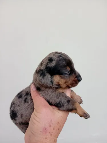 Filhotes de basset disponível para o fim de agosto