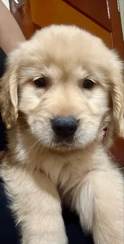 Filhote de Golden Retriever (macho) com 2 meses