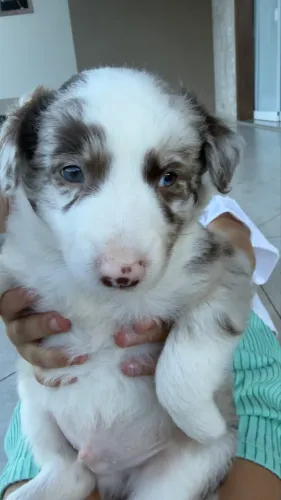 Border collie com Pedigree 