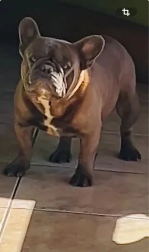 Bulldog francês adulto macho