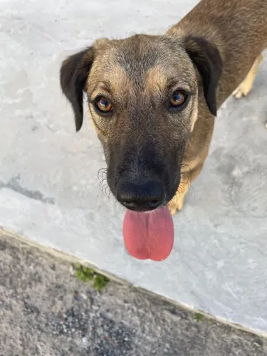 PRECISAMOS DE UM LAR URGENTE PARA ESSA CACHORRINHA