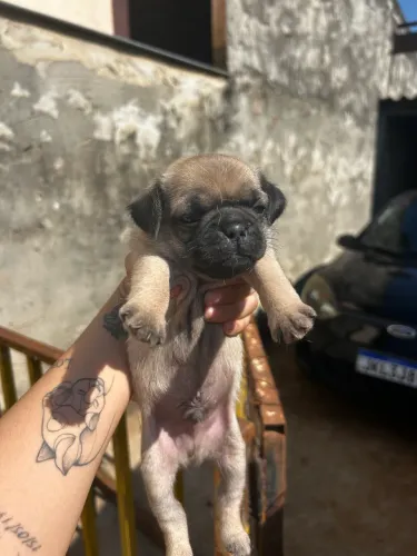 Cachorro pug macho