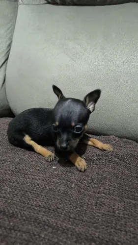 Linda menina de Pinscher minúscula?