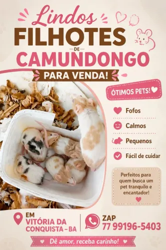 Lindos filhotes de camundongo pet