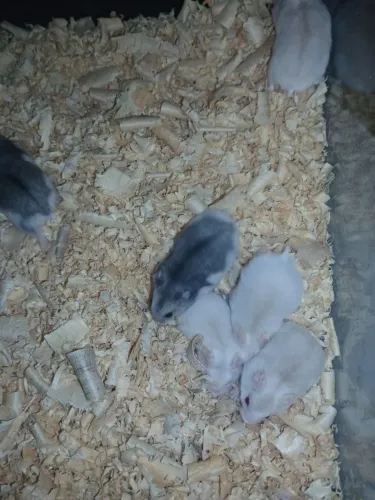 Vendo Hamster Anão Russo