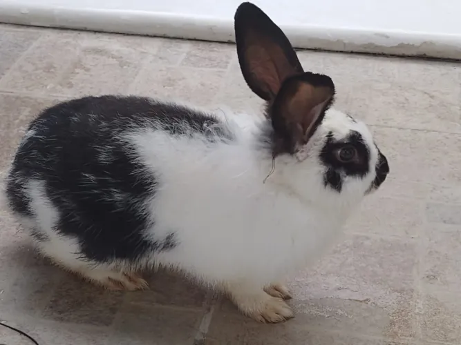 Vendo lindo Coelho.