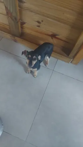Fêmea de pinscher 1 original com 3 meses 