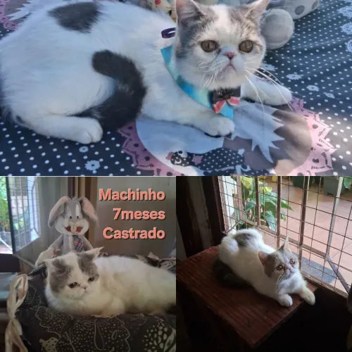 Machinho Persa Exótico um mimo.