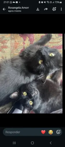 Gatos doação