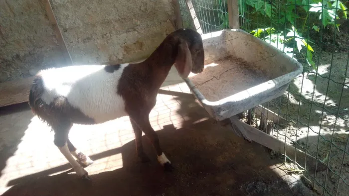 Vende-se Carneiro de 5 meses
