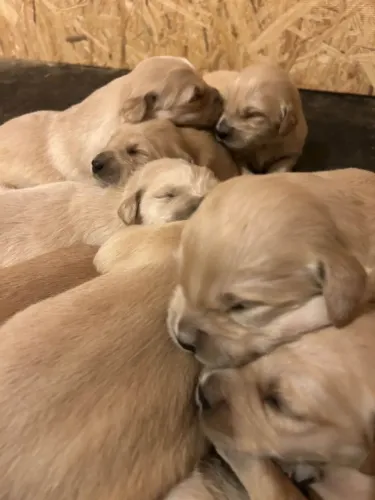 Filhotes de Golden Retriever | Encanto para qualquer momento.