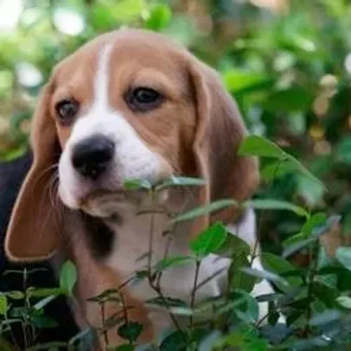 Beagle,Beagle Filhote Selecionado Alta Procedência