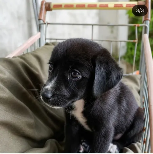 Cachorro Vira Lata
