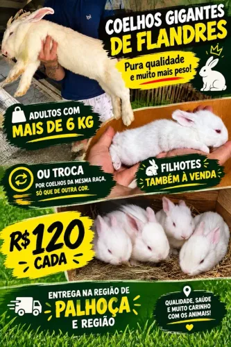 Promoção de filhotes de coelhos flandreas