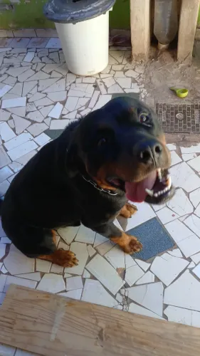 filhotes de Rottweiller machos