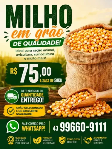 Milho em grão 