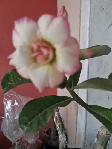 Rosa do deserto florida hj 25.10