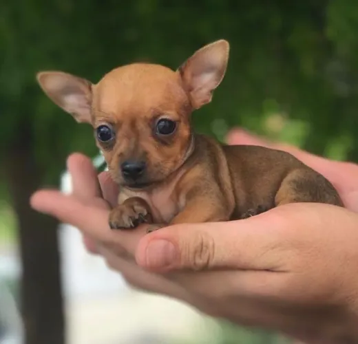 Pinscher fofo disponivel para venda 50 dias