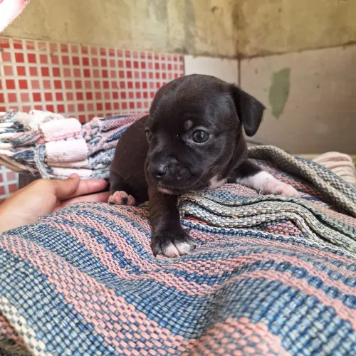  Filhotes de Pinscher à Venda - Prontos para um Novo Lar!