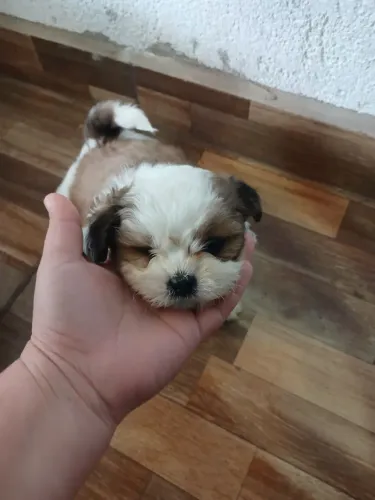 Filhotes de lhasa apso