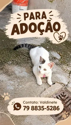 Gata 6 meses castrada