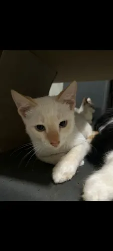 Doação de gato