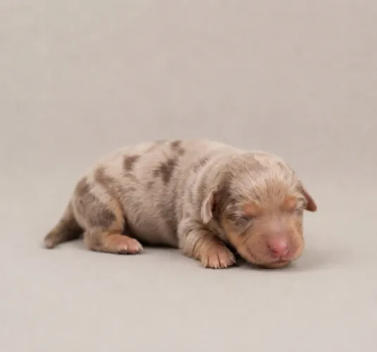 Dachshund Alerquim Mini fêmeas - Filhotes exclusivas para reserva 