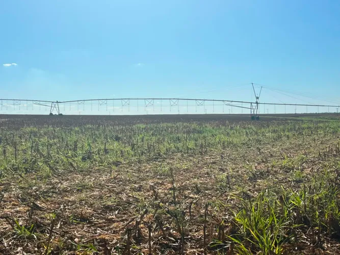 Fazenda de arrendamento 1.000 hec em Santiago do norte MT.