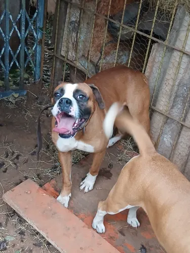 Vendo casal de boxers
