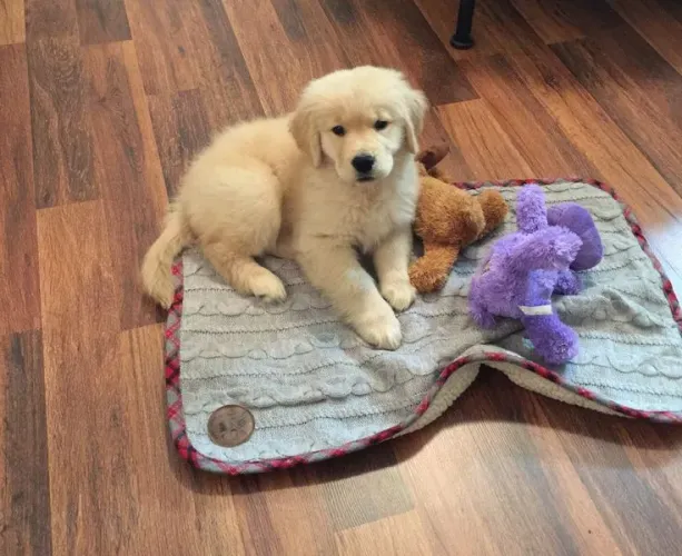 Golden Retriever