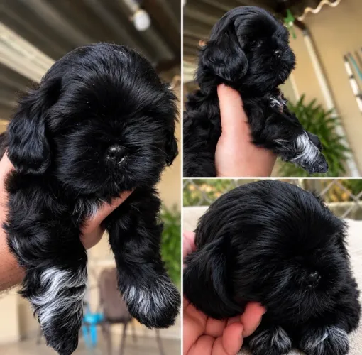 Filhote shihtzu macho 100% puro país com pedigree no local
