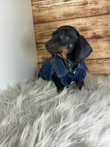 Dachshund Fêmea