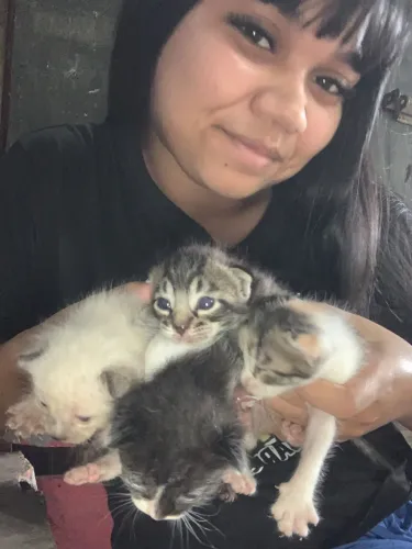 ? ADOÇÃO RESPONSÁVEL: 4 PEQUENAS GRACINHAS PROCURAM UM LAR CHEIO DE AMOR! ?